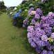 紫陽花が元気