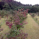一部のブルーベリーが紅葉