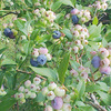 The condition of ripening of the blueberry in the open previous day