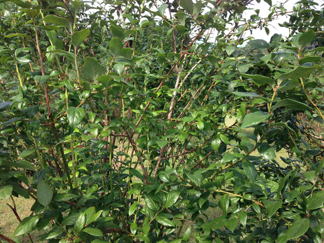 ハイブッシュ系のブルーベリー品種ブルーレイ