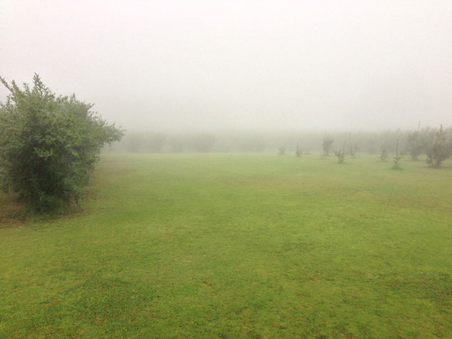 霧の中の農園